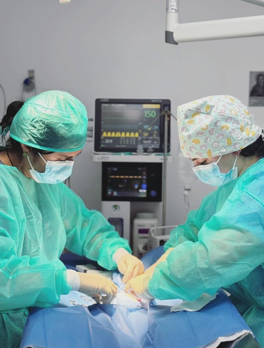 Dos veterinarias de Batecs operando en el quirófano de la clínica